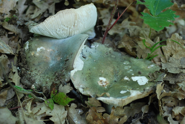 uscita 26 maggio 2009 in cerrina